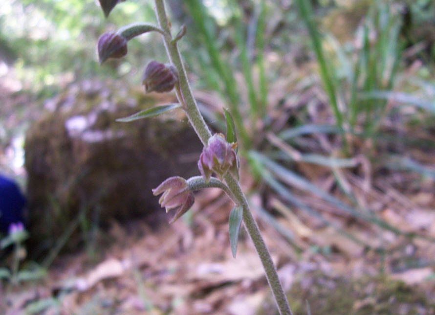 Epipactis microphylla
